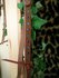 Rhinestones Western Headstall_1